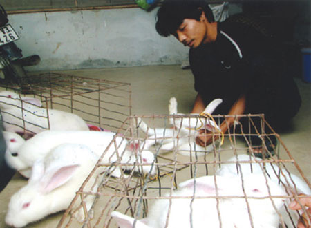 'Kiếm' hàng trăm triệu đồng mỗi năm nhờ nuôi thỏ