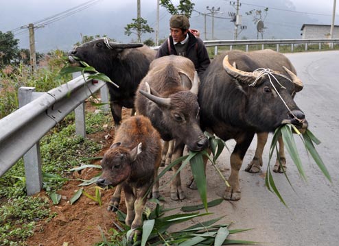 Nhịp sống Sapa những ngày giá rét