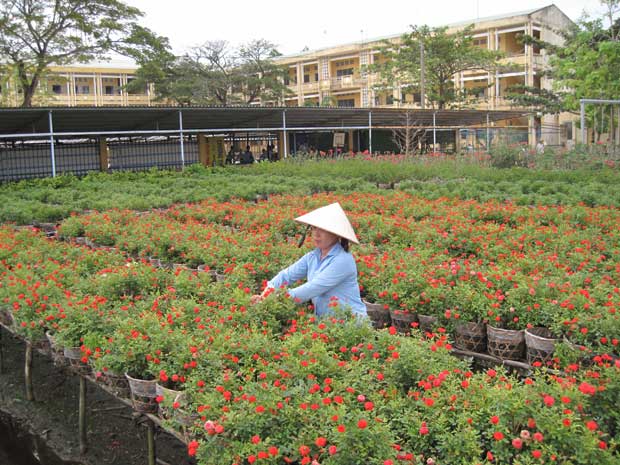 Làng hoa Sa Đéc: tất bật tìm nơi bán