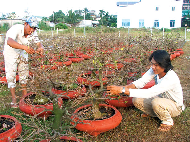 Lạnh bất thường, mai tết ngủ đông