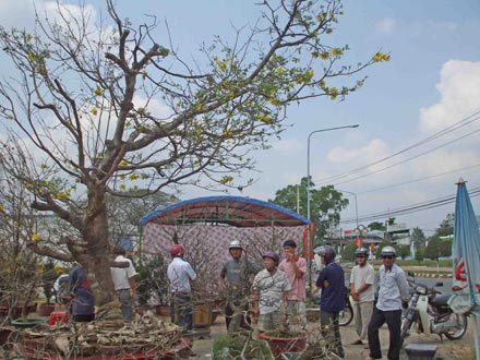 Bán cây mai 120 tuổi của vua Thành Thái