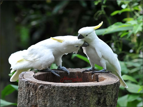 Đi sở thú Singapore