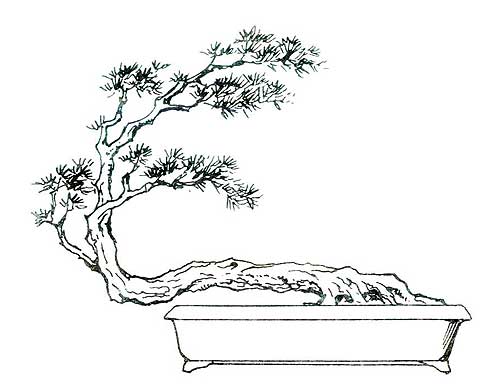 Thế ngọa tùng - ID3829 - Kiểu dáng - thế Bonsai - Bonsai - Cây cảnh- Hoa  cảnh- Bonsai - Sinh vật cảnh