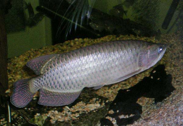 Kim Long Úc (Australian Pearl Arowana)