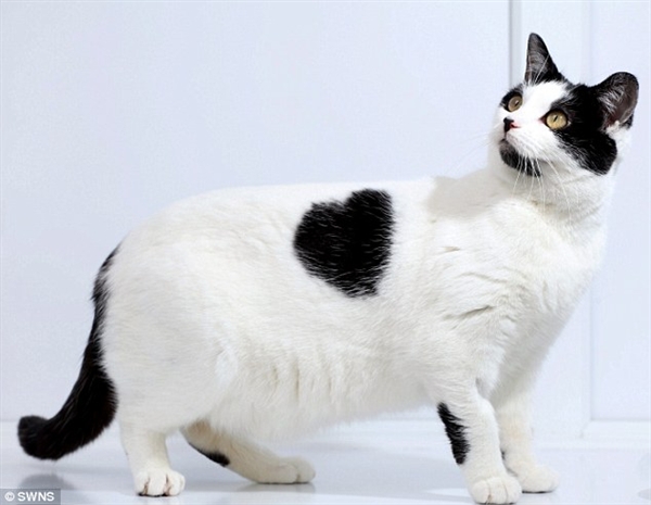 'Cô' mèo có bộ lông hình trái tim ngộ nghĩnh