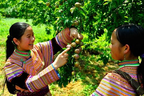 Lên Bắc Hà mùa hái mận tam hoa