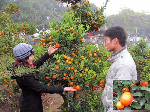 Xu thế chọn cây đón Tết Nhâm Thìn