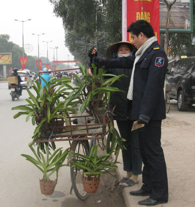 Cảnh giác với những chiêu làm cây cảnh giả trong dịp gần Tết