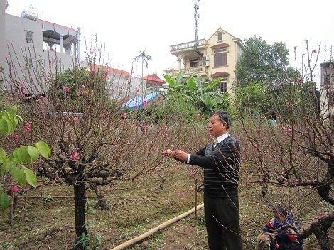 Thị trường đào Tết: Đắt rẻ tùy tay thương lái