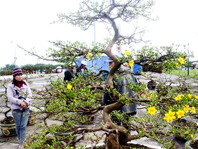 Hoa, cây cảnh Tết tăng giá