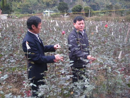 Làng hoa ăn theo “lộc” tết