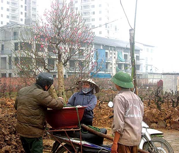 Tấp nập sắm đào chơi rằm