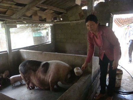 Triệu phú chăn nuôi