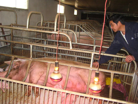 Tỷ phú mát tay nuôi lợn, thu tiền tỷ