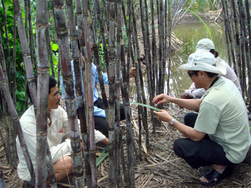 Giàu lên từ cây mía