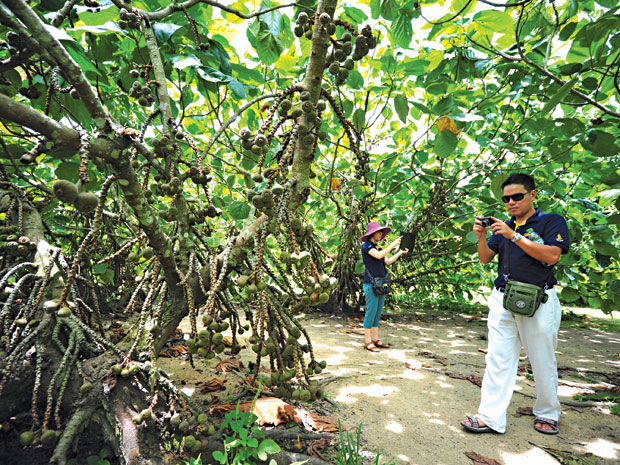 Thưởng thức cây trái miền nhiệt đới Penang