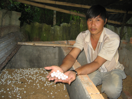 Nhà nông kể chuyện làm giàu: “Vua” ba ba miền Tây