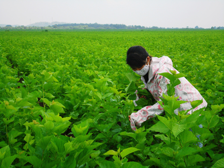 Giàu lên nhờ trồng dâu, nuôi tằm