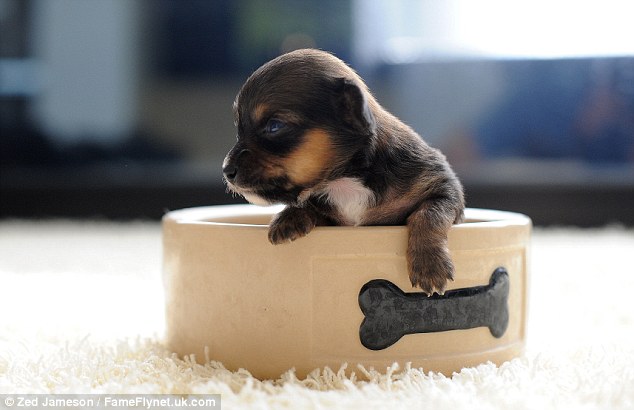 Ngắm nghía chú chó nhỏ nhất nước Anh
