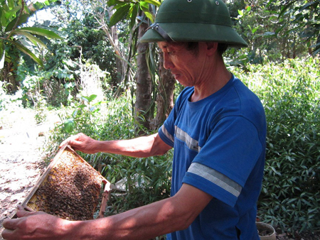 Giàu từ trồng rừng , nuôi ong