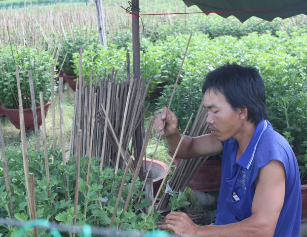 Làng hoa Vĩnh Liêm rộn rịp vào vụ Tết