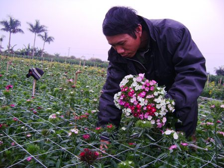 Rốt ráo giữ ấm cho hoa chờ tết