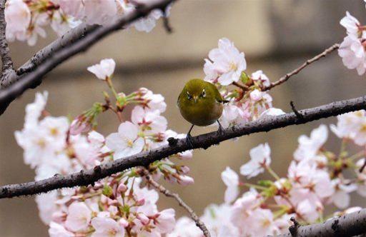 Nhật: hoa anh đào nở rộ