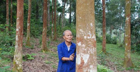 Phú tại sơn lâm