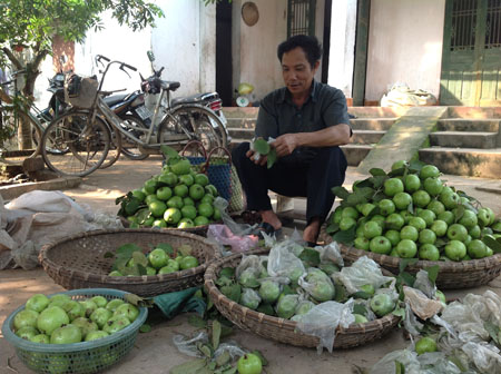 Giàu bởi trồng ổi trái vụ