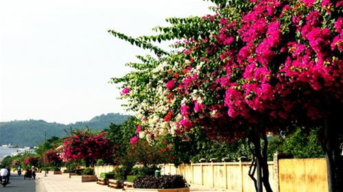 Hoa trên phố Nha Trang quyến rũ du khách