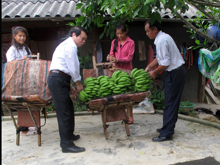 Trồng chuối, dứa... xây nhà lầu