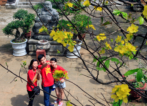 Mai nở sớm vàng sân chùa sau bão Haiyan