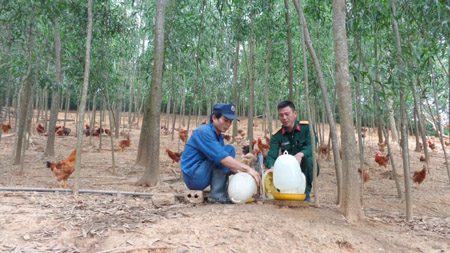 “Giám đốc” trại gà Dabaco