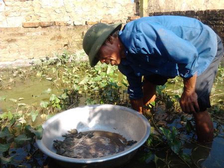 Làm ăn bài bản, thu nhập vững chắc