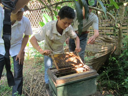 Sinh kế từ những đõ ong