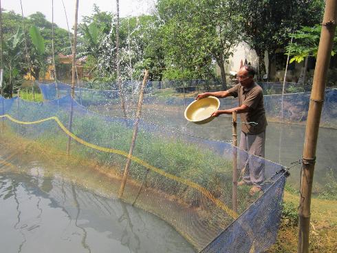 Nuôi cá lóc thu tiền tỷ