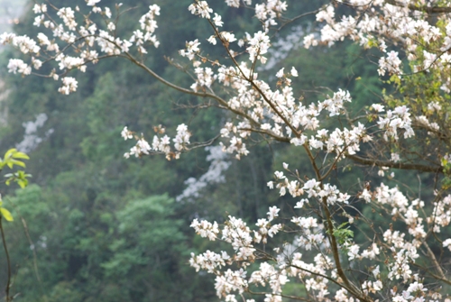 Tháng 3 hoa ban nở trắng rừng Tây Bắc