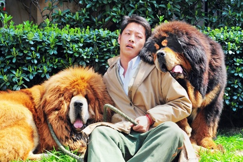 Chó ngao Tây Tạng giá gần hai triệu USD