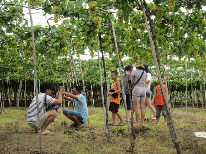 Hè về khám phá vườn nho Ninh Thuận