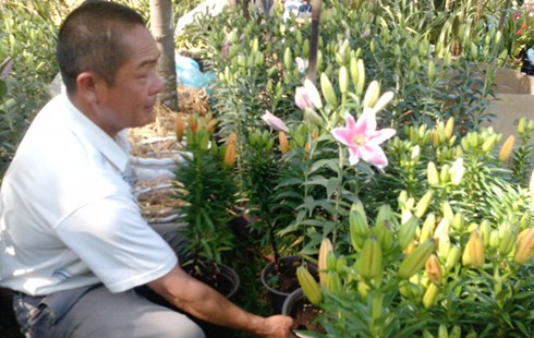 Dinh dưỡng cho hoa lily nở to đẹp