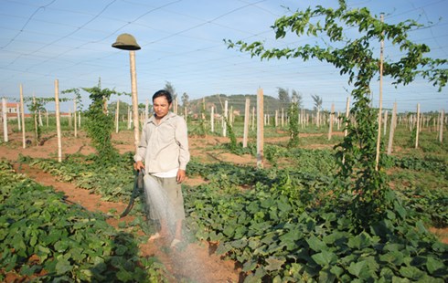 Từ bỏ lương bạc triệu, Hoàng “khùng” phủ xanh “vùng đất chết”