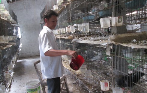 Từ Nam Định vào Đồng Nai học nuôi chim, thu "ngàn đô" mỗi tháng