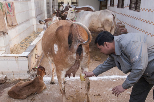 Tập quán uống nước tiểu 'bò trinh nữ' ở Ấn Độ