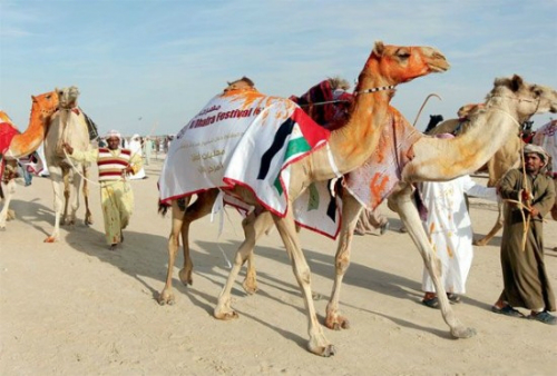 Lạc đà xứ Ảrập thi 'hoa hậu'
