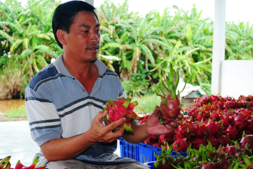Kiếm tiền tỷ nhờ trồng thanh long ở U Minh Hạ