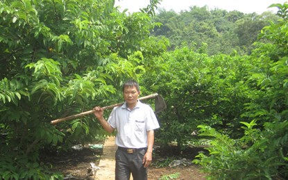 Ông chủ trang trại na: "Thu tiền tỷ đơn giản lắm"