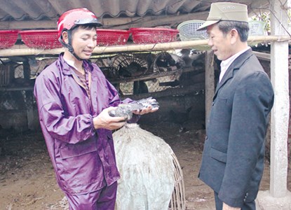 Làm giàu từ nuôi chim bồ câu thương phẩm