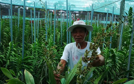 Lão nông Khmer bắt đất phèn “yêu” hoa lan