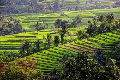 Trải nghiệm nên thử trong 24h ở đảo Bali