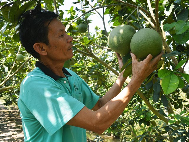 Ông trùm bưởi miền Tây và quyết định không ai dám tin